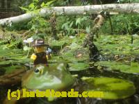 /home//u458753944/public_html/sourcegallery///Frogs/More bullfrogs/P7251207.JPG